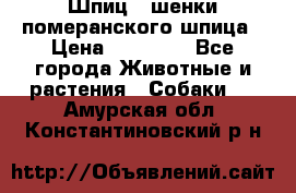 Шпиц - шенки померанского шпица › Цена ­ 20 000 - Все города Животные и растения » Собаки   . Амурская обл.,Константиновский р-н